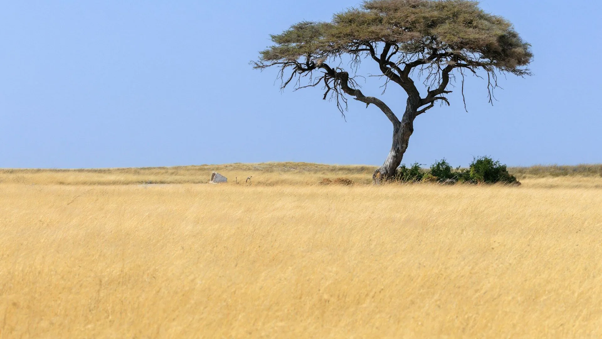 Traducteur luganda — traduction assermentée et professionnelle en luganda